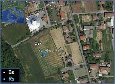 Native AMF Communities in an Italian Vineyard at Two Different Phenological Stages of Vitis vinifera